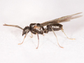 Lasius mixtus